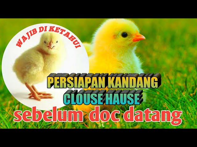 Persiapan kandang sebelum doc datang||kandang CLOUSE HAUSE||ayam broiler