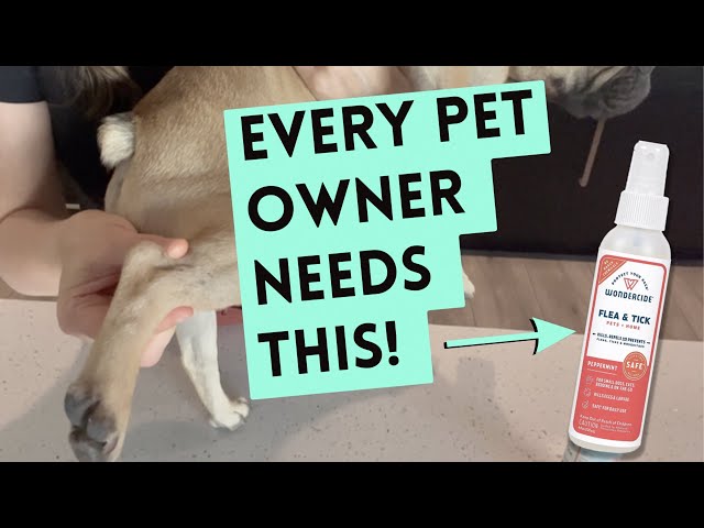 How to Remedy & Prevent Bug Bites on Your French Bulldog & Pets!