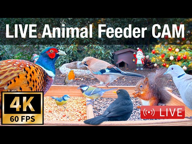 LIVE 4K 60fps Bird Feeder Cam - Hedgehog & Bird Watching (3D Audio) ASMR HQ