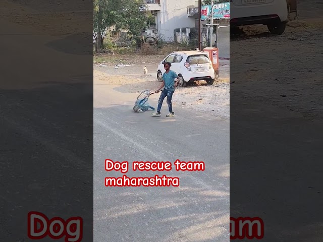 Dog rescue team maharashtra #dog #animal #rescue #animalrescue #streetdog #viralshort #rescuedog