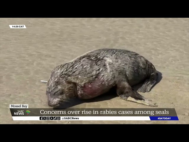 [CONTENT WARNING] Public in Mossel Bay warned to stay away from seals as rabies cases rise