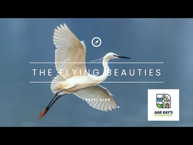 The Flying Beauties | Bird Photography | Exciting World of Sky Machines | A look at their lives