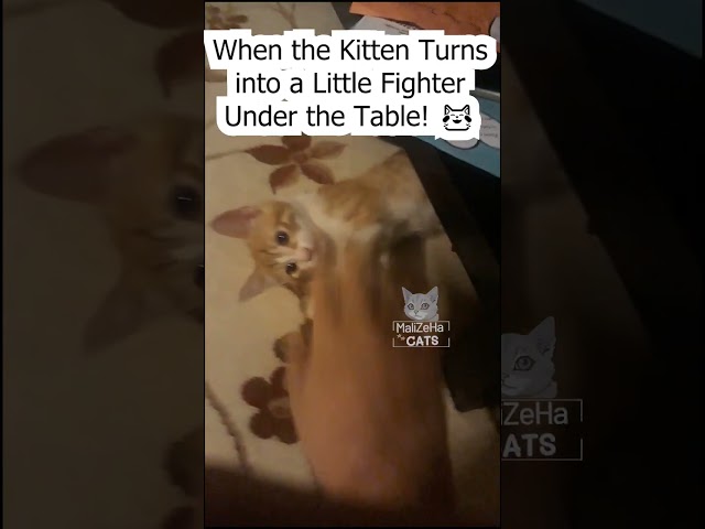 When the Kitten Turns into a Little Fighter Under the Table! 😹