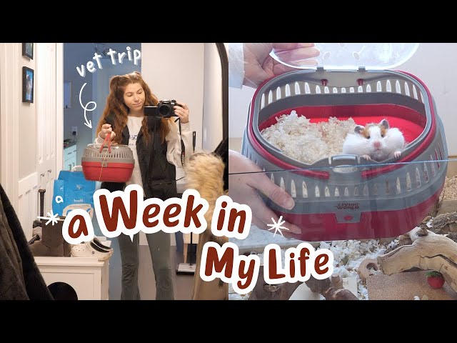 Penny Goes to the Vet | A Week in My Life (Feb 2024)