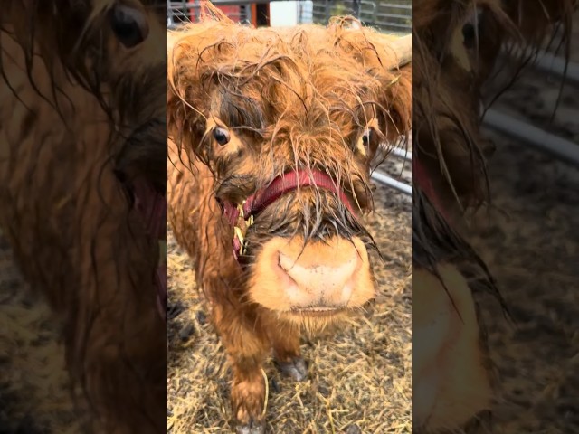 Curly in for a CLOSE-UP! #cow #highland #mini #animal #farm #shorts