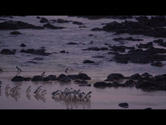 Penguin Parade General Viewing on Phillip Island