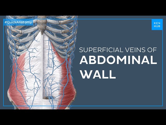 Superficial veins of the abdominal wall - Quick Anatomy | Kenhub