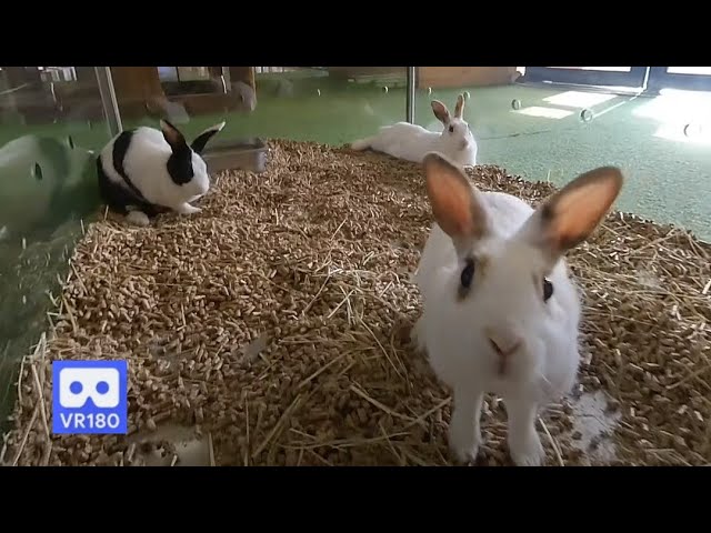 WOW Cute Rabbit kiss my vr camera 3D 180VR 4K