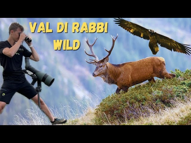 Spectacular Trentino, male deer, chamois and golden eagles spotted with Swarovski ATX 115mm 4K