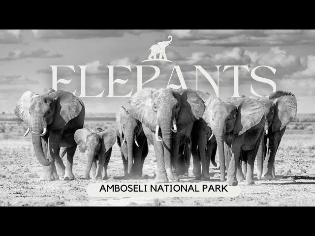 Elephant herd in Amboseli - Amboseli National Park - Kenya 4K HDR