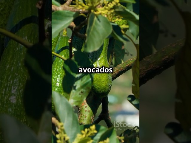 "The Secret Health Benefits of Avocados You Need to Know! 🥑🥹