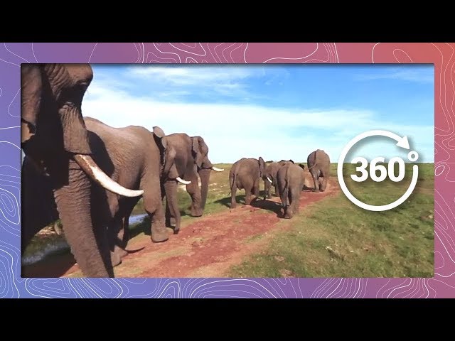 #ZeroExtinction Part II | African Animals in 360 5K