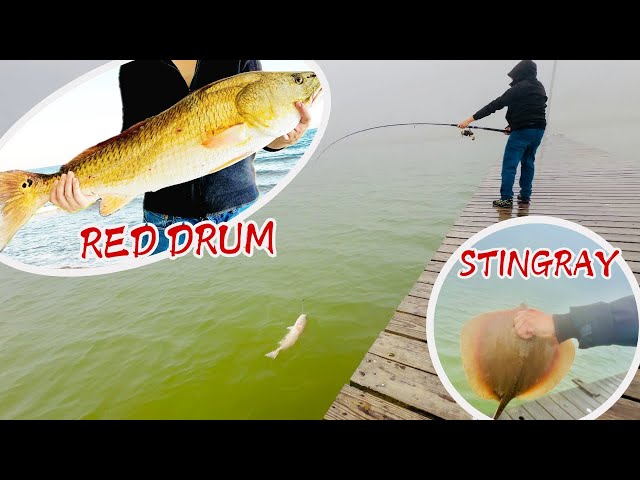 Fishing in foggy weather | Catch red drum and stingray fish | Vietnamese Tet market in the US | #16