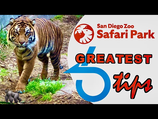 SAN DIEGO ZOO SAFARI PARK CALIFORNIA: Greatest tips & Tour to make your zoo adventure THE BEST!