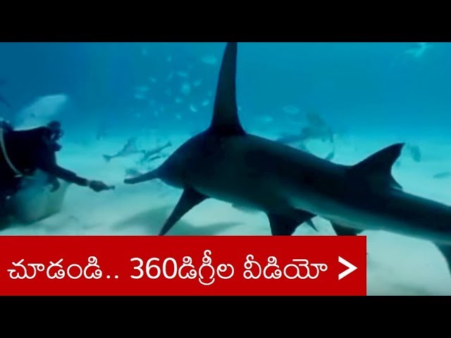 Swim with Hammerhead Sharks (360° Video)