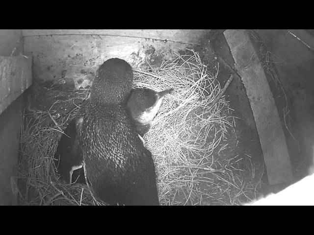 Burrow camera loop Phillip Island Nature Parks