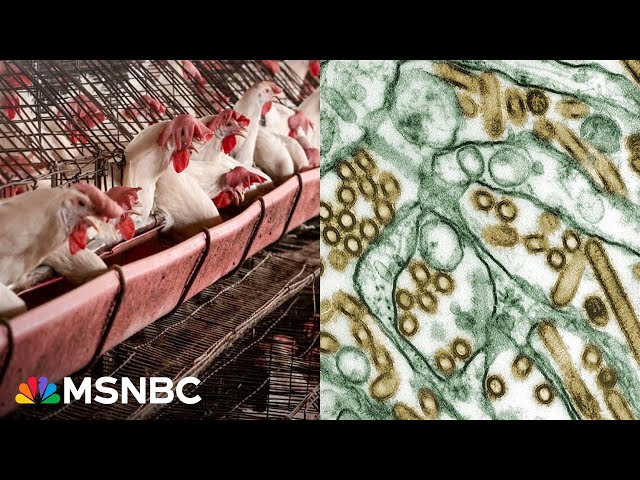 Bird flu outbreak: Farmer lost 3,000 hens to the virus