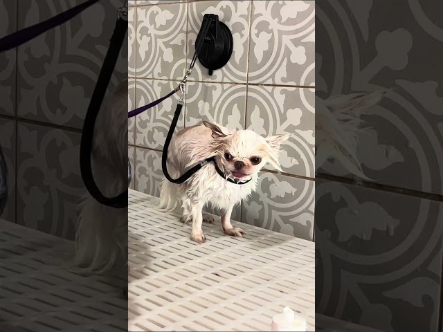 Funny Chihuahua’s Grooming! 😂 #dog #grooming #dogshorts #pets #dog #funny