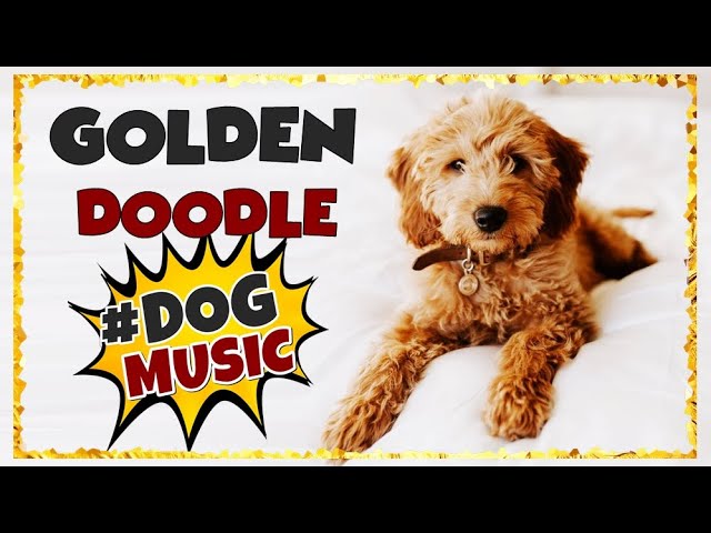 Dog Music for Goldendoodles - Sleep music for dogs - Goldendoodles Music To Relax [TRY IT]