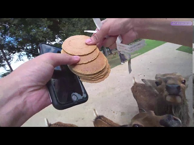 奈良公園に行って鹿せんべいを与えたら鹿に勢いよく襲われた