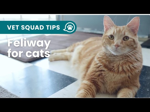 Feliway: How Does It Work? | PET CIRCLE