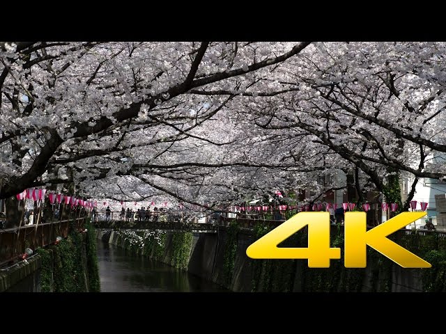 Tokyo Nakameguro Cherry Blossom - 中目黒のさくら - 4K Ultra HD