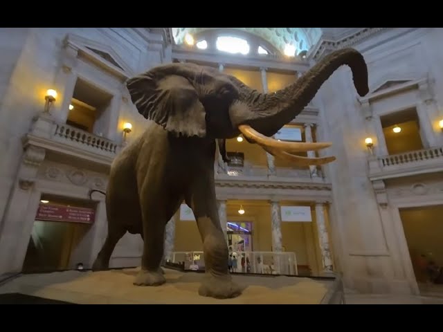 Artifacts and Fossils at Smithsonian Natural History Museum 3D 180 VR