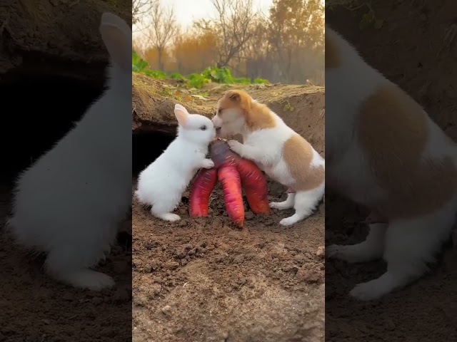 Puppy & Rabbit Beautiful Friendship Moment 🐕🐇#shorts #puppy #rabbit