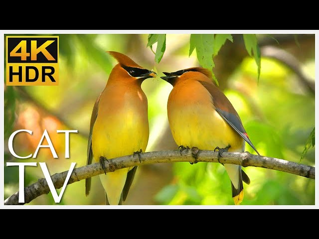 ULTIMATE VIDEO FOR CATS 🐱 - Entertain Your Cat with Exotic Birds and Animals in the Trees! 4K