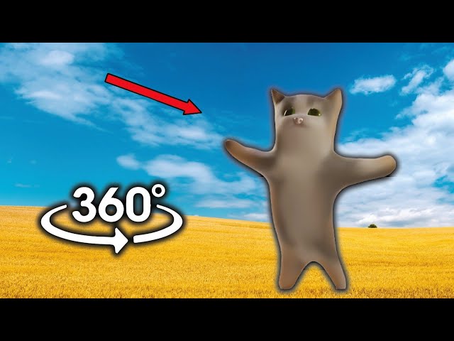 Happy Happy Cat But It's 360 Degree Video