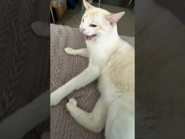 King Attacks Me Wow-#funny #cutecat