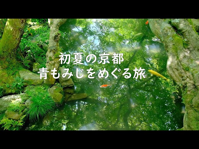 京都　青もみじ6選：東山編：永観堂/南禅寺/水路閣/天授庵/金戒光明寺/真如堂/The 6 Best new green leaves Spots In Higashiyama(Kyoto)