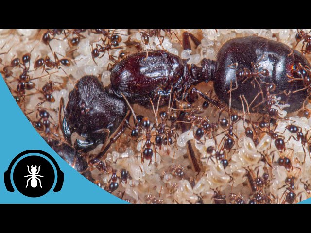 Carebara Diversa Full Care Guide! | The Ant Podcast Care Guide Edition #1