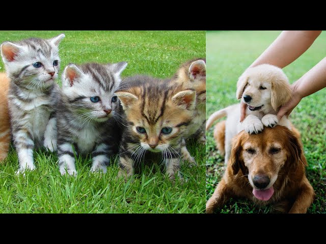 🤣Funny Dog Videos Full energetic life Funny 🐶Dogs and 😻Cats 🤣: Dear Cutey