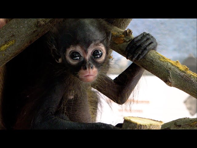 Rescued spider monkeys released into Guatemala rainforest