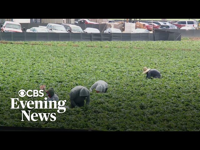 Trump deportation plan creates uncertainty for undocumented U.S. farm workers