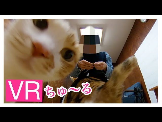 【VR】ちゅーるを食べる猫