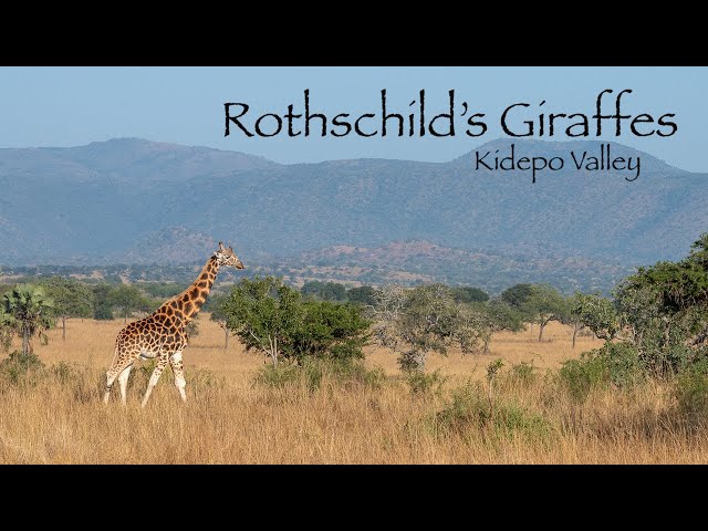 Rothschild's Giraffes - Kidepo Valley National Park - Uganda 4K