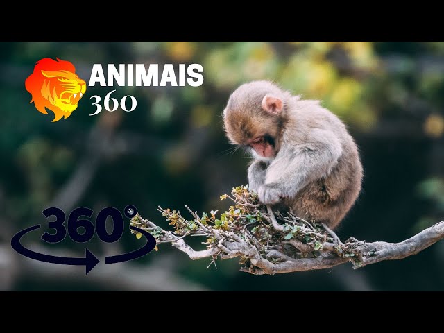 MACACOS vervet Animais Selvagens - Animais 360