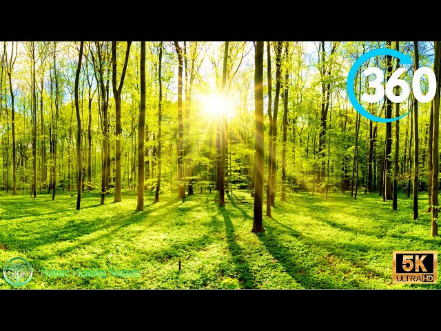 4k Virtual Nature 360° - Meditation & Relaxing Music NO CopyRight 432Hz