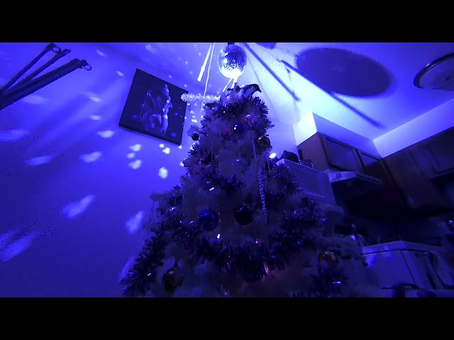 Calf Visinse Me  XmasTree