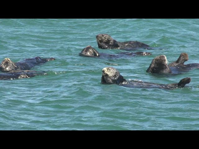 Bringing Back Sea Otters Could Help Oregon’s Kelp Forests And People