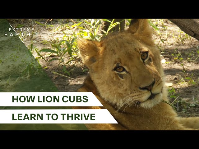 The Journey of Lion Cubs: Overcoming Fears & Forming Prides | Lion Country (4K Documentary)