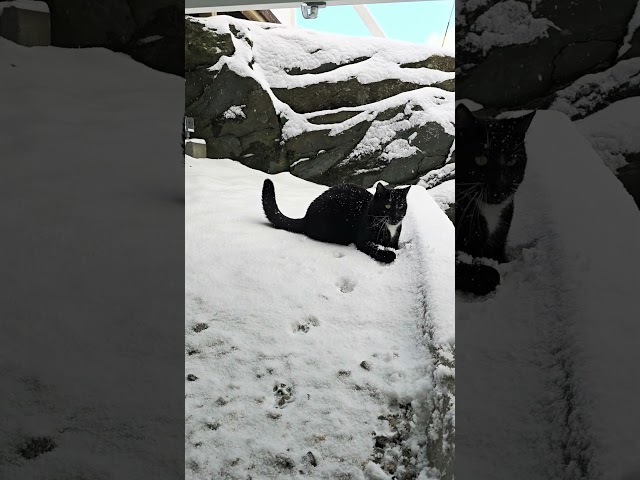 Can my cat pay my rent one day? Playing in the snow #shorts #viralvideo  #trending