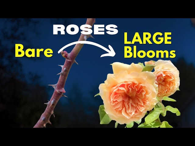 Couldn't Grow ROSES until I Got This | Suburban Garden - EASY