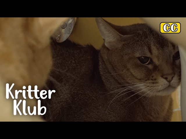 This Cat Is Bullied By Other Cats… Why? I Kritter Klub