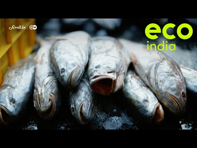 Eco India: A monthly calendar that helps seafood consumers understand when to eat which fish species