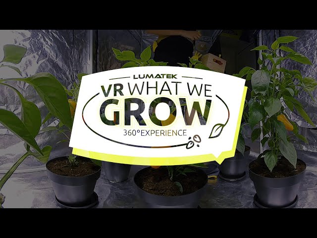 Temper Creative Agency | LUMATEK VR Experience "VR What We Grow" brand activation