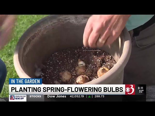 In the Garden: Planting spring-flowering bulbs