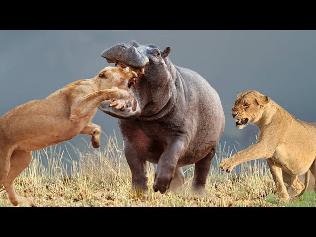 Angry Hippo: Attacks and Clamps Down On Lion's Head After Being Disturbed While Resting